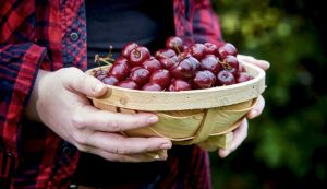 Van Amerongen Cherry storage