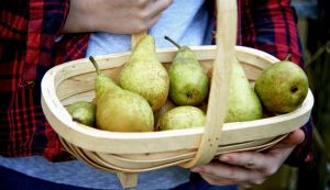 Van Amerongen Pear storage
