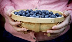 Van Amerongen Blueberry storage