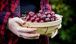 Van Amerongen хранения фруктов